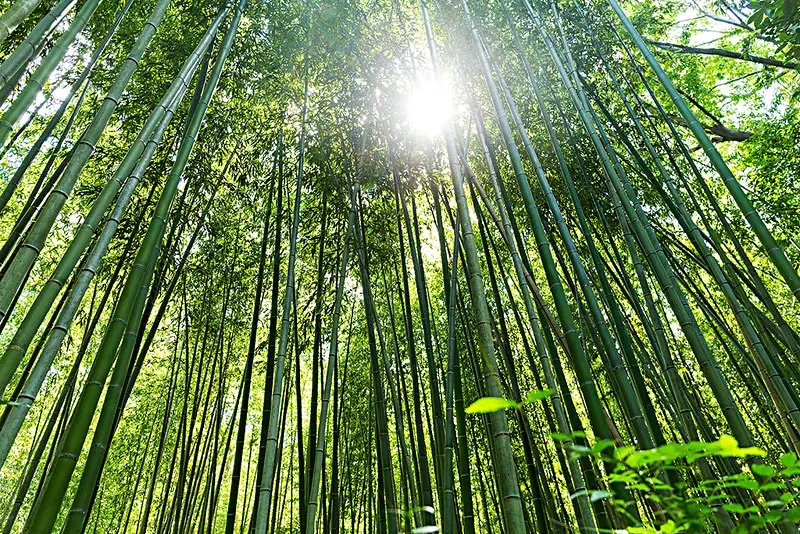 【新征程 中林再出發(fā)】林業(yè)央企“碳”索綠色發(fā)展新路徑