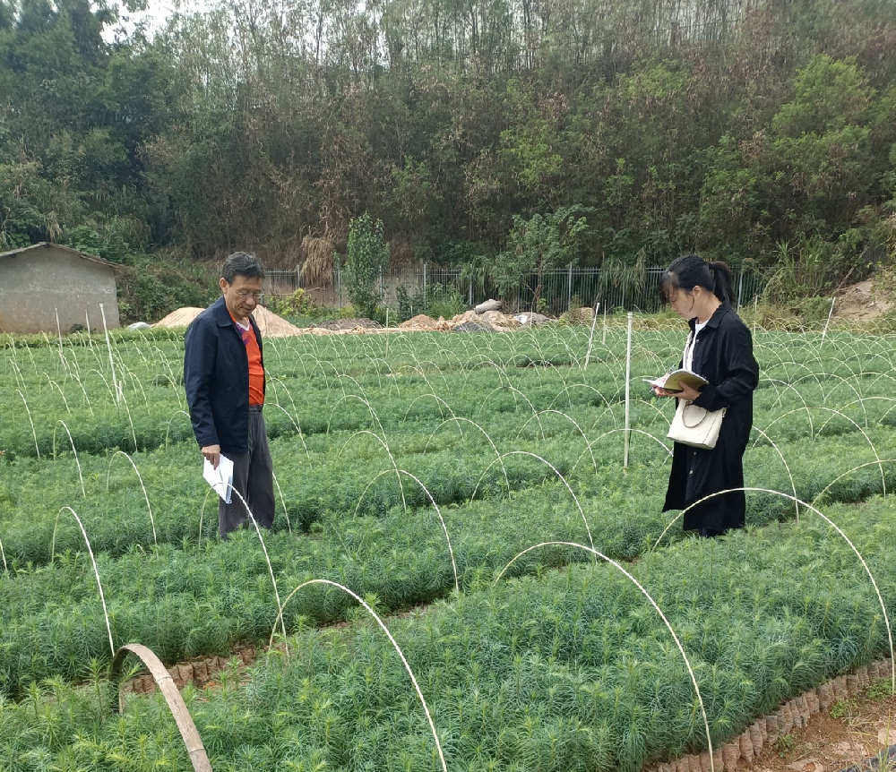 種苗中心順利通過(guò)中央、省級(jí)財(cái)政林木良 種補(bǔ)貼項(xiàng)目驗(yàn)收