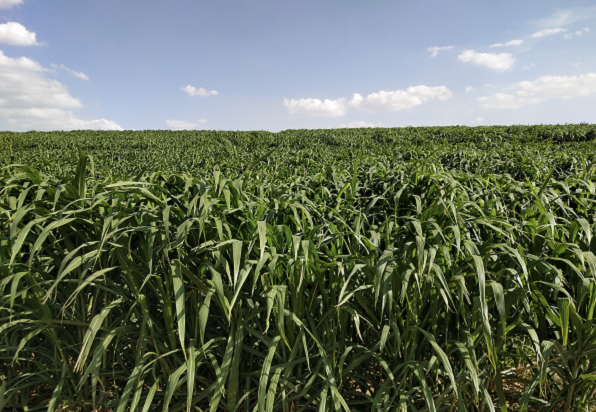 國(guó)資委轉(zhuǎn)發(fā)中林集團(tuán)文章：挖掘菌草潛力 發(fā)展新興產(chǎn)業(yè)