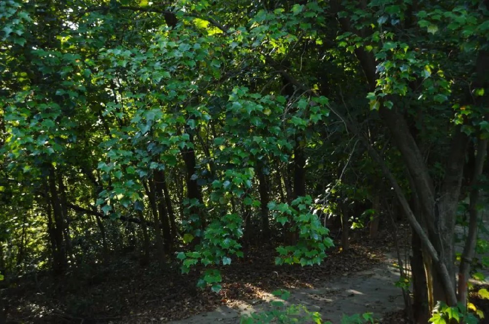 中林植物志丨長(zhǎng)滿“鶴掌”的樹(shù)——米老排