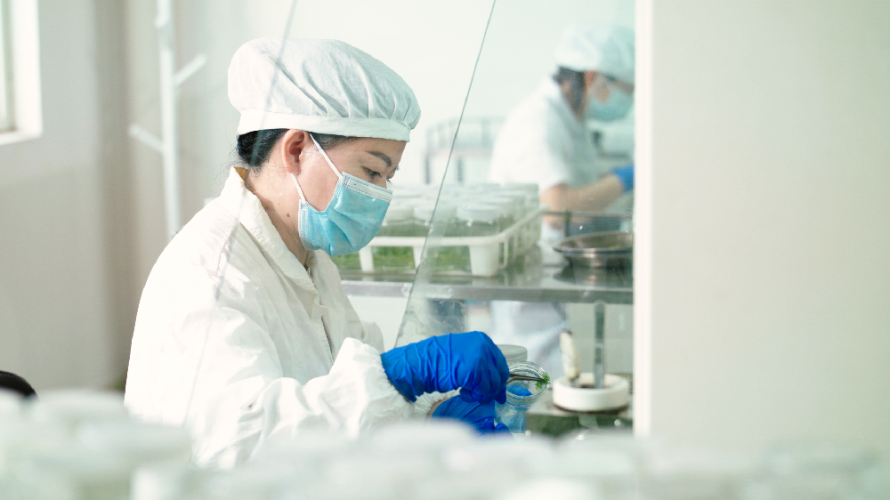 “點(diǎn)綠”成金！永安林業(yè)科技創(chuàng)新激活產(chǎn)業(yè)發(fā)展新動(dòng)能